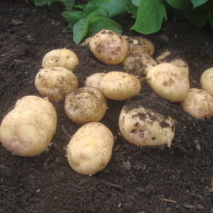 Record Maincrop Seed Potatoes 25kg