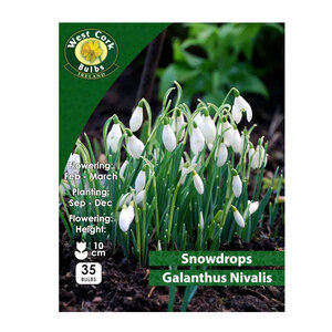 Galanthus Nivalis Snowdrop 35 Bulbs