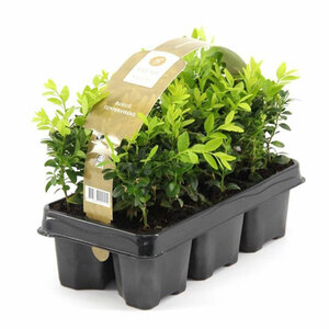 Buxus Sempervirens 6-Pack