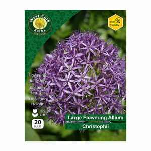 Allium Christophii 20 Bulbs Pack