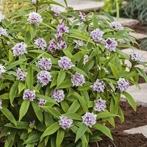 Daphne Odora 'Perfume Princess' 2L