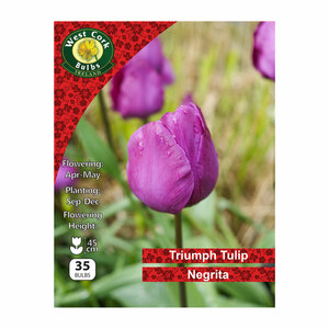 Tulip Single Negrita 35 Bulbs