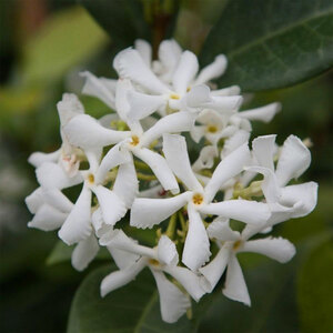 Trachelospermum Jasminoides 2.25L