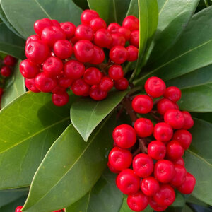 Skimmia Japonica O'Berries Red