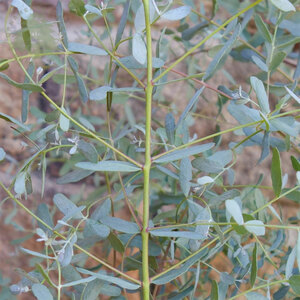 Eucalyptus Gunnii France Bleu Rengun 5L