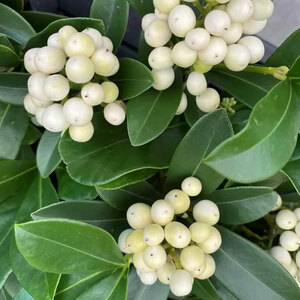 Skimmia Japonica 'Kew White' Berries