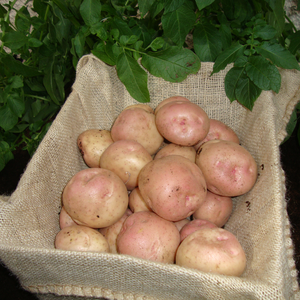Kerr Pinks Maincrop Potatoes 2kg