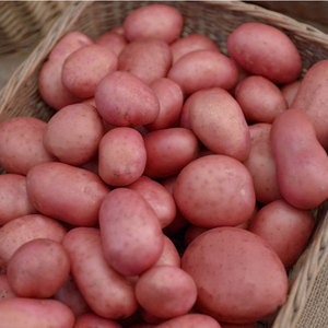 Roosters Maincrop Seed Potatoes 5kg