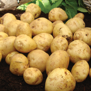 British Queen Second Early Seed Potatoes 25kg