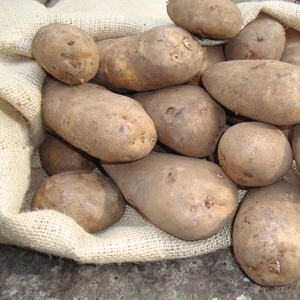 Golden Wonder Maincrop Potatoes 25kg