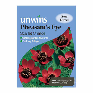 Unwins Pheasant's Eye Scarlet Chalice Seeds