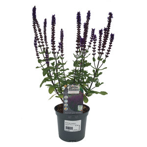 Salvia Caradona Sage 2L Plant