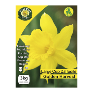 Daffodils Golden Harverst Bulbs 3kg
