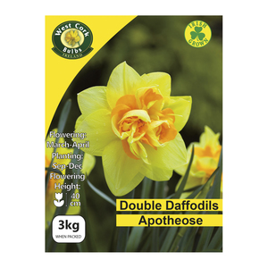 Daffodils Apotheose Bulbs  3kg