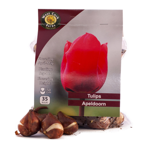Tulip Apeldoorn 35 Bulbs