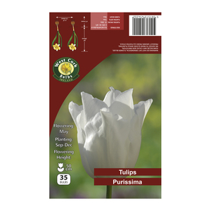 Tulip Purissima 35 Bulbs