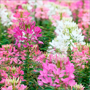 Suttons Seed Cleome Fireworks Mix