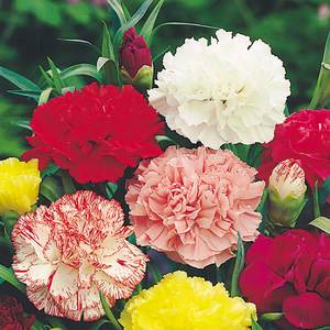 Suttons Seeds Carnation - Chabaud Giant Mix