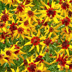 Suttons Seed Coreopsis Mardi Gras