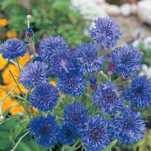 Suttons Seeds Cornflower - Blue Diadem