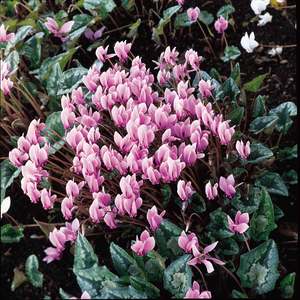 Suttons Seeds Cyclamen Hardy - Hederifolium Winter Cheer