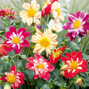 Suttons Seed Dahlia Yankee Doodle Dandy