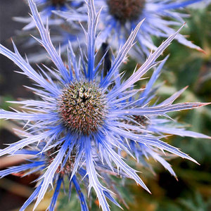 Suttons Seed Eryngium Alpinum Blue Ice