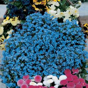 Suttons Seeds Forget-Me-Not - Spring Symphony Blue