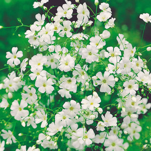 Suttons Seed Gypsophila Covent Garden White