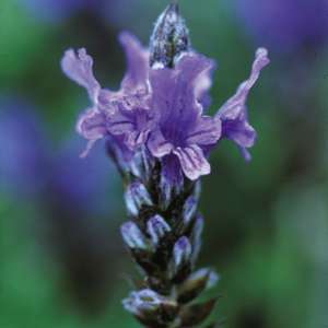 Suttons Seeds Lavender - Multifida Blue Wonder