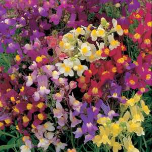 Suttons Seeds Linaria - Fairy Bouquet