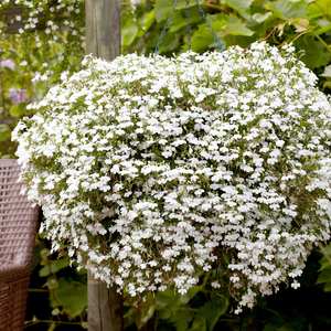 Suttons Seeds - Lobelia Cascade White