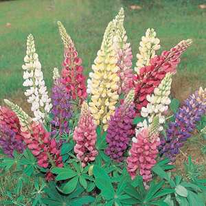 Suttons Seeds Lupin - Gallery Mix