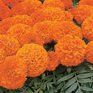 Suttons Seed African Marigold Space Hopper