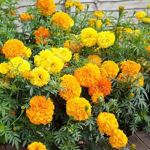 Suttons Seed African Marigold Crackerjack Mix