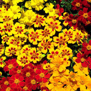 Suttons Seed French Marigold Fantasia Mix