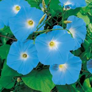 Suttons Seeds Morning Glory Ipomoea Heavenly Blu