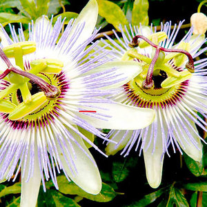 Suttons Seeds Passion Flower Caerulea