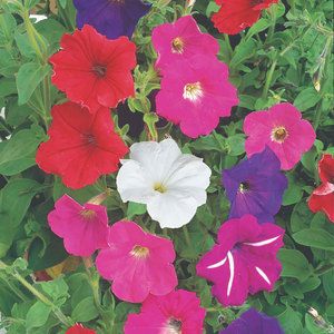 Suttons Seed Petunia F2 Cheerful Mix