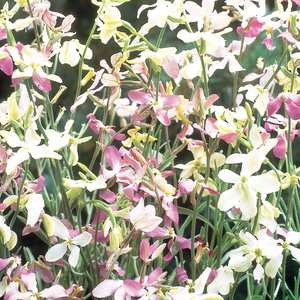 Suttons Seed Night Scented Stock Ev Fra