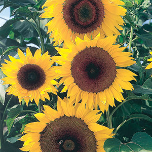Suttons Seed Sunflower Full Sun F1