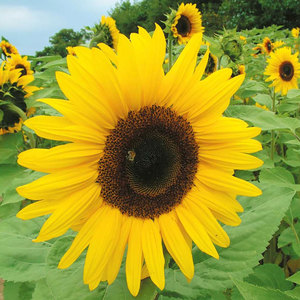 Suttons Seed Sunflower Giant Yellow