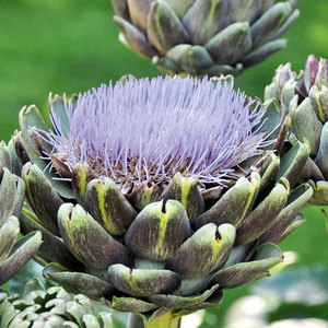 Suttons Seed Artichoke Purple De Provence
