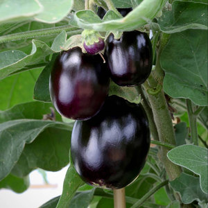 Suttons Seed Aubergine F1 Patio Mix