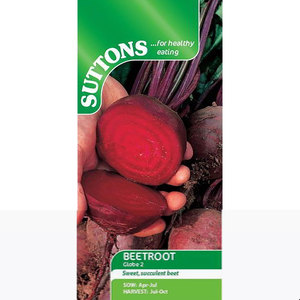Suttons Seed Beetroot Globe 2