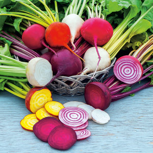 Suttons Seed Beetroot Rainbow Mix
