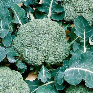Suttons Seed Broccoli Calabrese Seeds Belstar F1