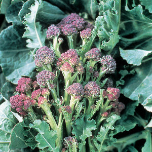 Suttons Seed Broccoli Purple Sprouting