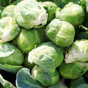 Suttons Seeds Brussels Sprouts - F1 Content
