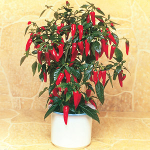 Suttons Seed Chilli Pepper Apache F1